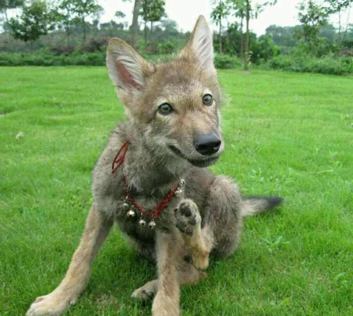 观 重返狼群 ,记录美女李微漪和狼王格林,十一年的人狼之恋