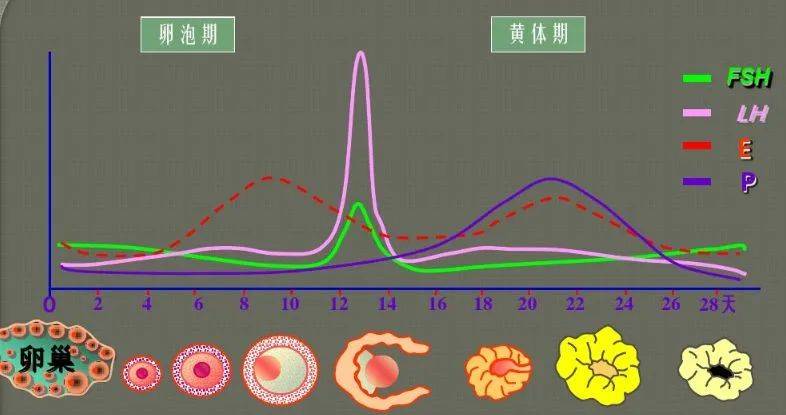 男性黄体生成素高怎么办