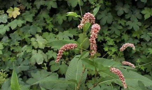 辣蓼草可以吃吗 3e857edeb32145bfbf245458cebdd48d.jpeg