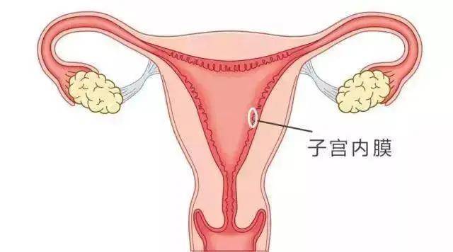 如何促进内膜增厚 c0641ae344c94c269de37a9c64e152bc.jpeg