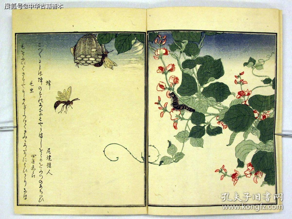 古籍|画本虫撰：浮世绘大师喜多川歌麿的昆虫画册