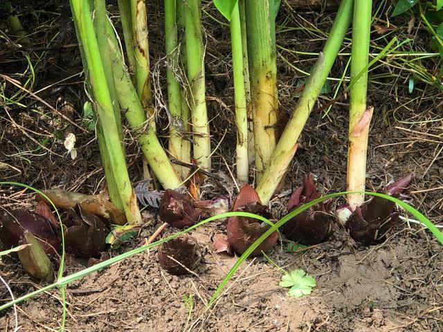 种一次可以吃好几年 随时可采挖 这3种算蔬菜还是野菜 种植 阳荷姜 地下茎