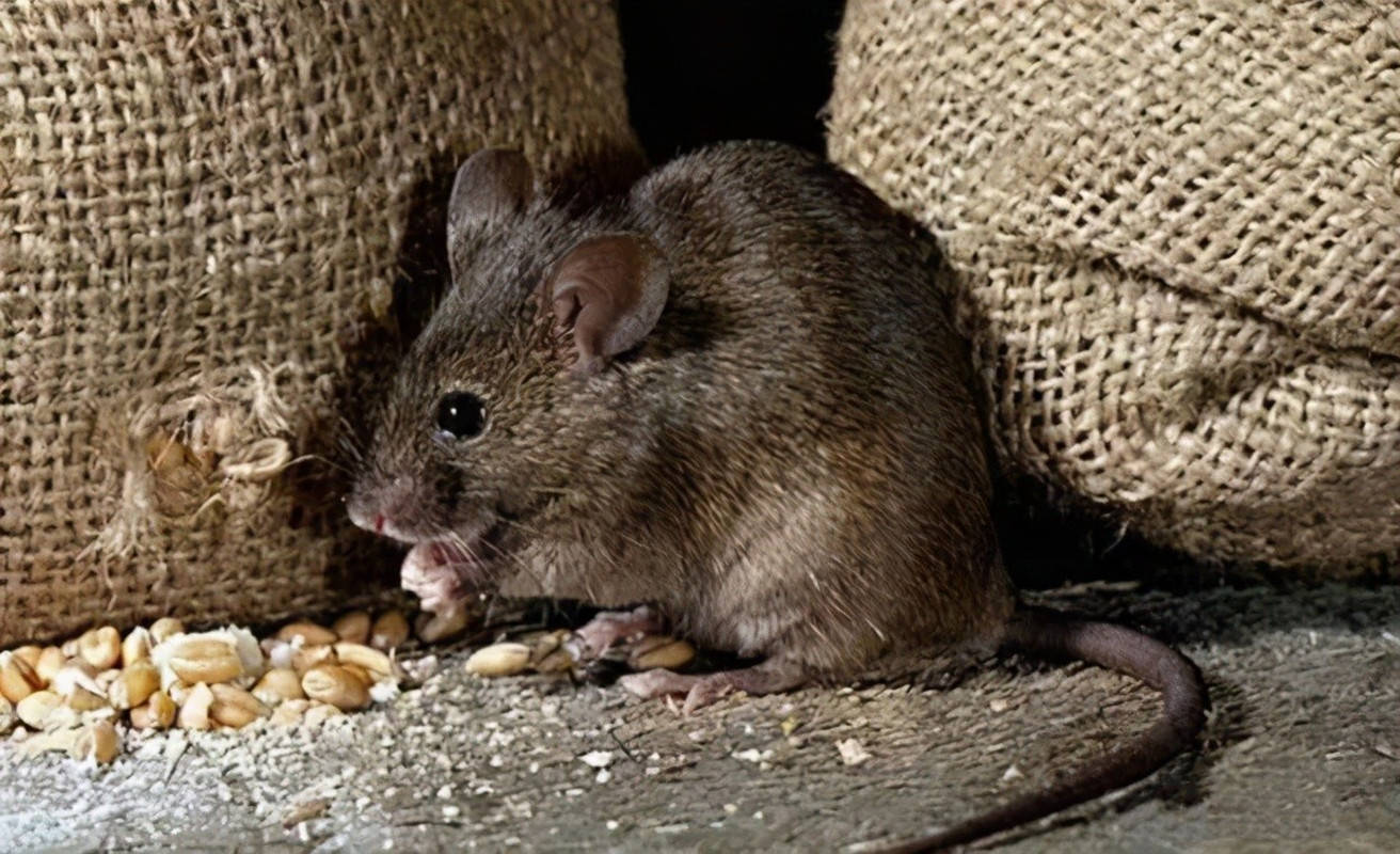 鼠洞里能存多少食物?挖走鼠洞存粮后为何有人说老鼠会上吊自杀?