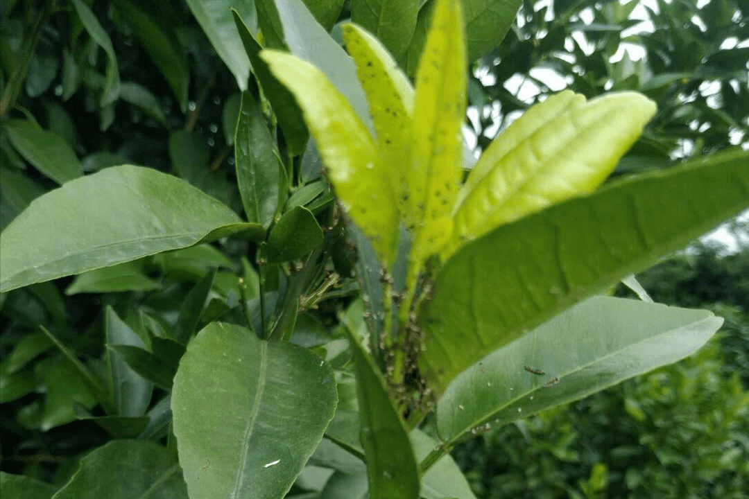 草莓红蜘蛛病害图片图片