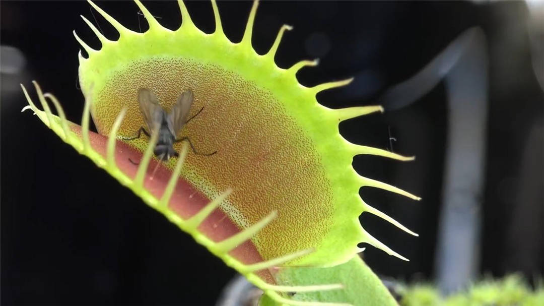 树是怎么传播种子 373b013a9e4d47cf936ea0f69279132a.jpeg