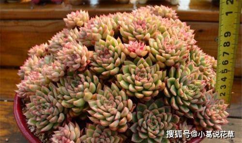 多肉怎么快速长出新芽 7f7dc4f014bd46b7a0bb4929dfe2dd0a.jpeg