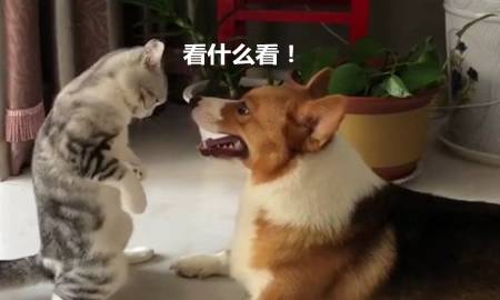 猫咪猫咪挑衅柯基，当它站起来的那一刻，主人举着手机后退