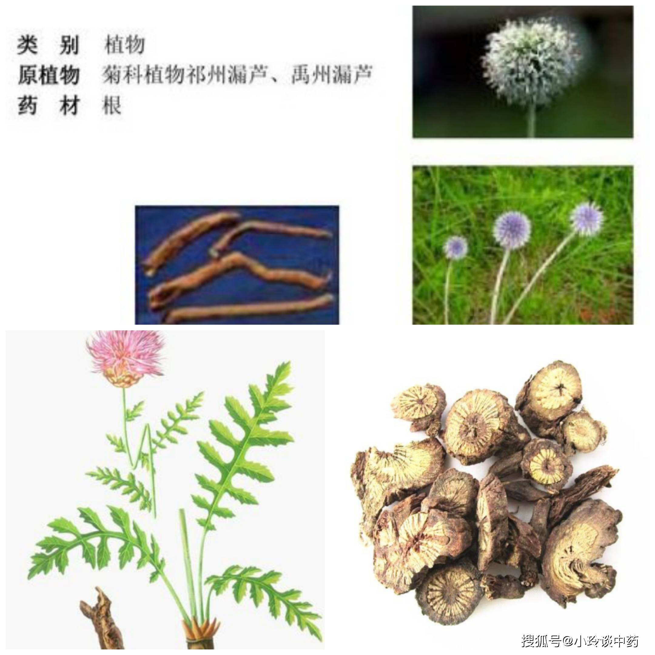 清熱藥之清熱解毒藥野菊花,治療瘧疾的特效藥青蒿素的原植物青蒿,及與