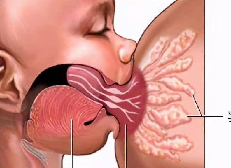 上呼吸道感染能不能喝凉的 a23726fcd6f54d078634d5802f658fa5.jpeg