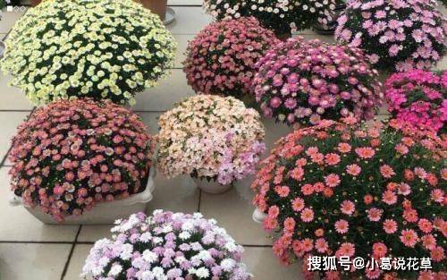 dcce663ae1564a93ac3ae13704df1e71.jpeg