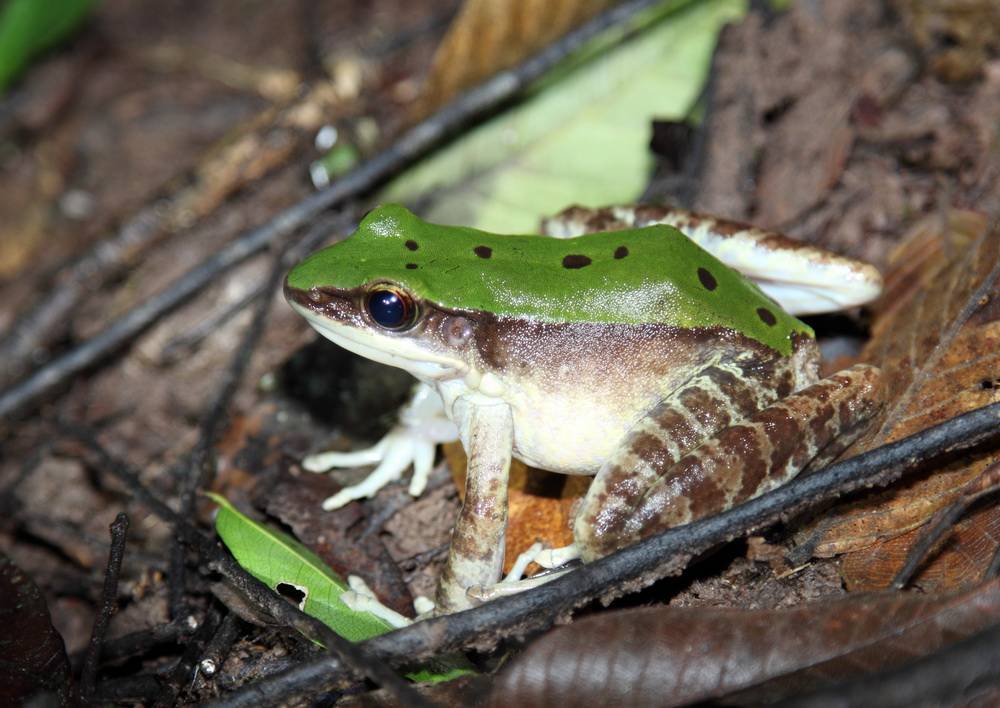 西双版纳的热带雨林不仅有毒蛇猛兽还有289种有毒植物