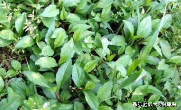 为什么不建议吃淫羊藿 eb53f533f655453284ff875300e9392a.jpeg