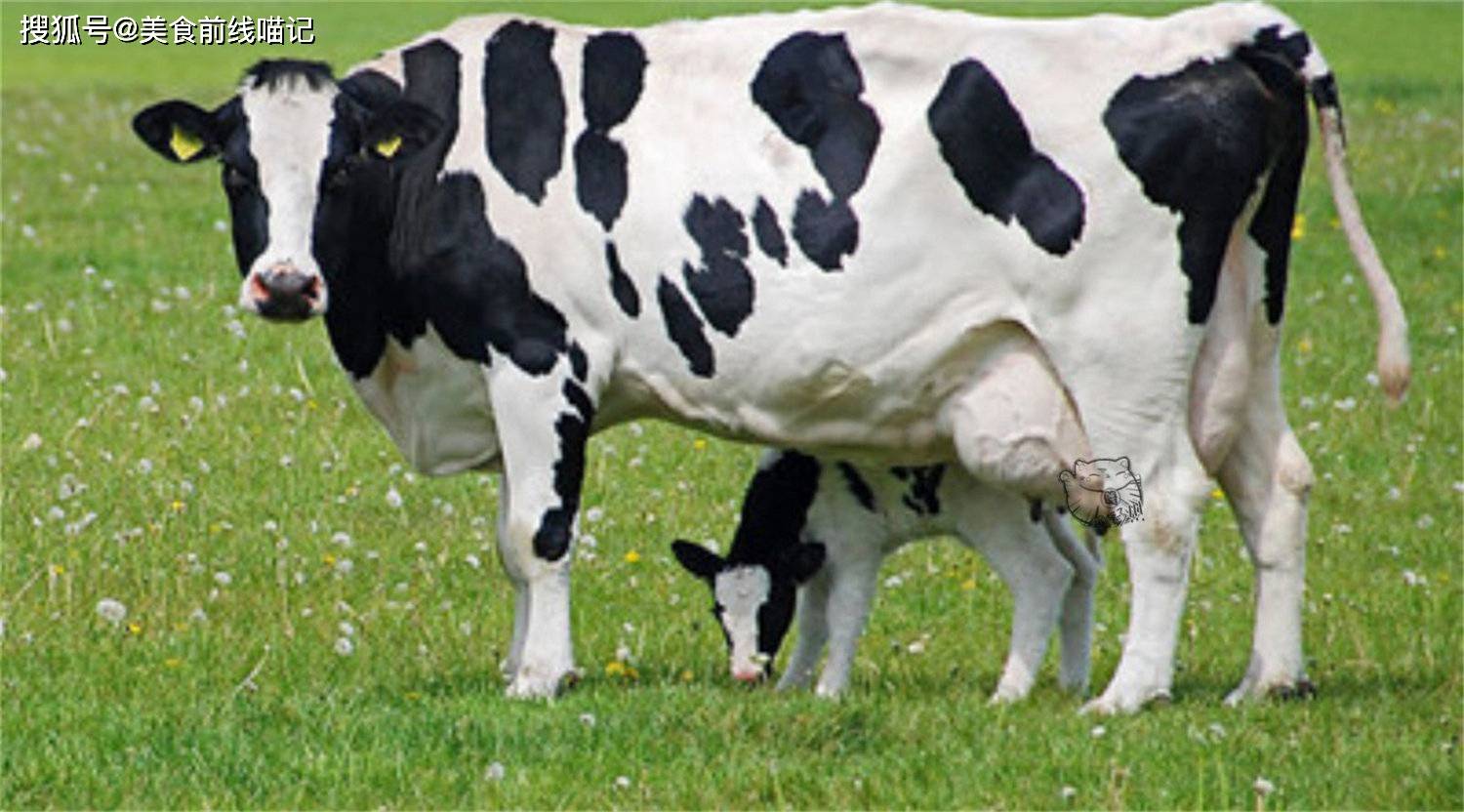 土耳其农场主 给奶牛戴上vr设备可以提升牛奶产量 Izzet Kocak 装置