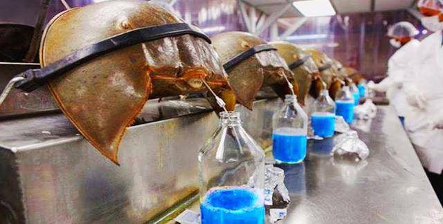 蓝色血液有什么功能 9f4db17ecab84c70a4862733c3a86eb2.jpeg