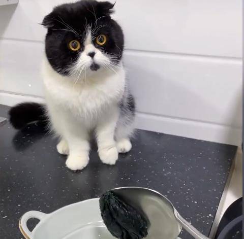 怎么自己在家给猫咪做厕所 af8613a9f2ec4c24b9783ee5fbde1446.jpeg