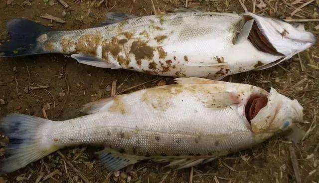 鱼中毒死亡,如何判断什么原因中毒呢?如何解决呢_硫化氢_水产_毒物