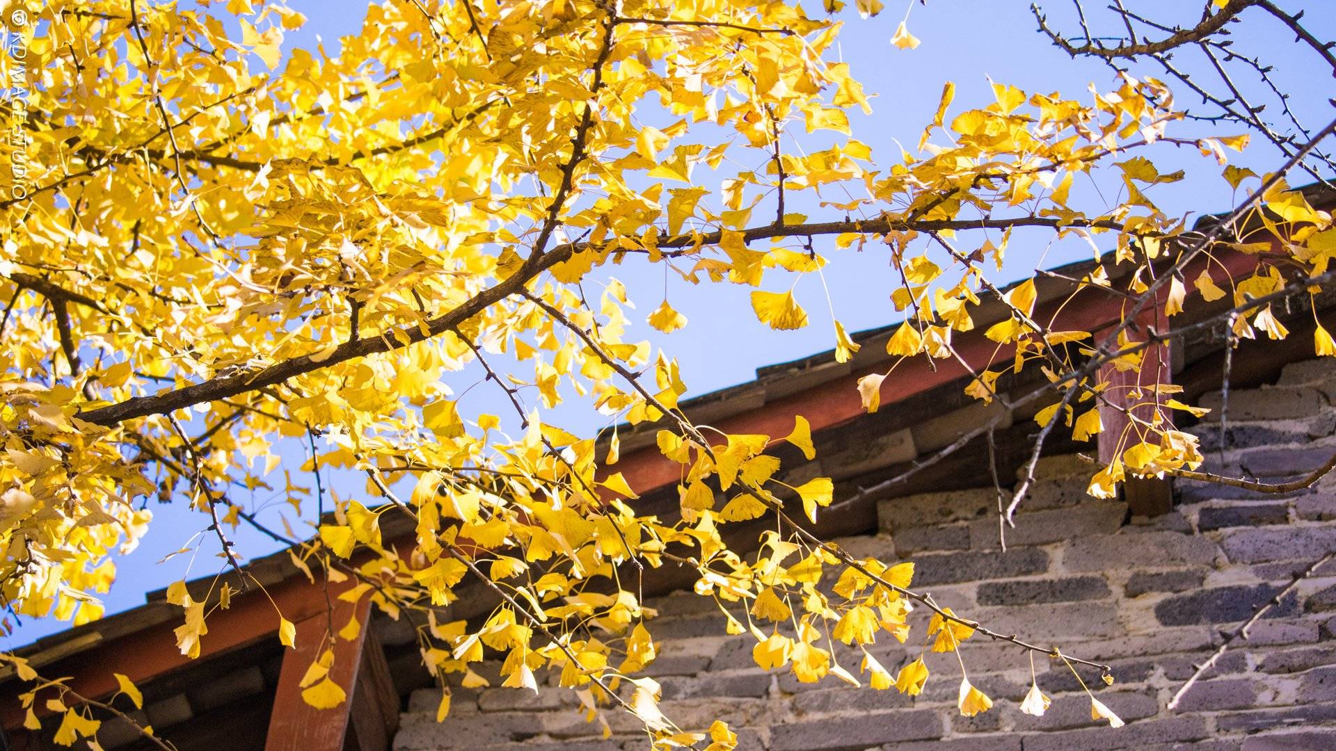 门前种树有讲究种这三种镇宅又旺家个个都是守家树