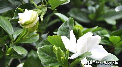 怎么养花不容易掉花 d97c9f9c220d47e8904702891c6ddbe5.jpeg