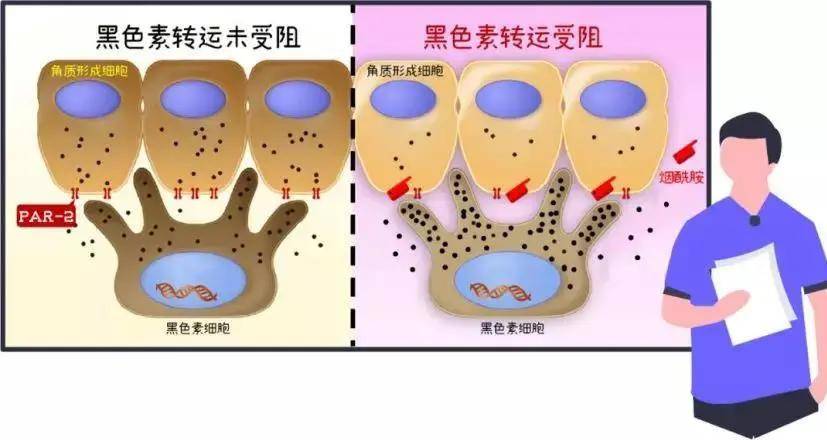 苗苗苗苗扒成分｜烟酰胺美白是蹭热度还是真的？