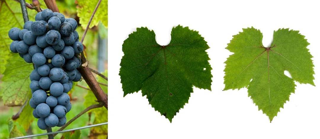 国产|摆脱欧洲风格的影子:国产葡萄酒终于支棱起来了?