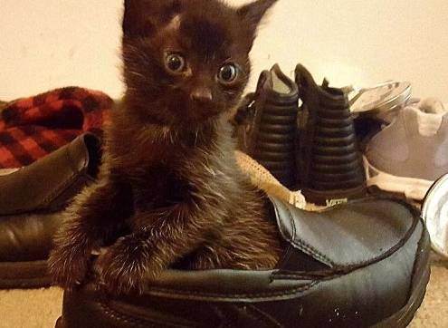 猫为什么特别喜欢躺腿上 1c48ad60c52540e8ac55edf4b1ff3d08.jpeg