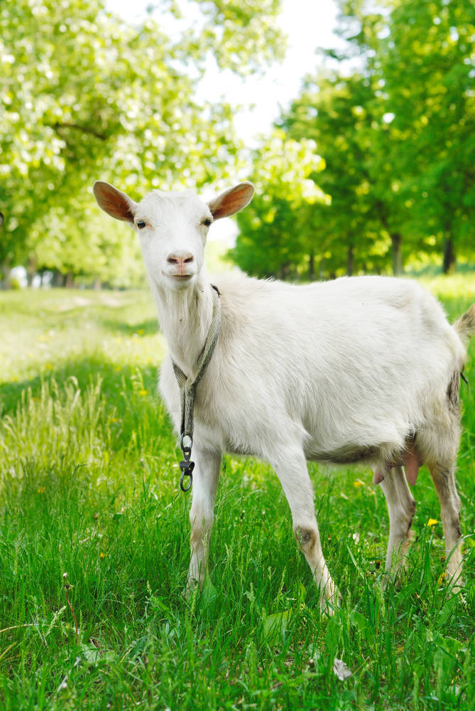 生肖属羊的朋友