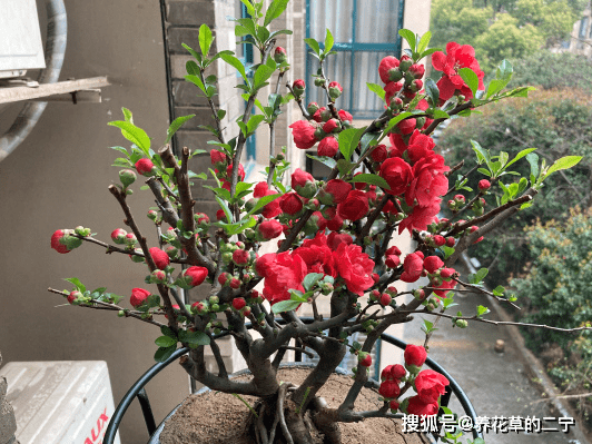 3种 老花树 能活一百年 冬天不怕冷 开满 吉祥花 开花 海棠花 玉树 全网搜