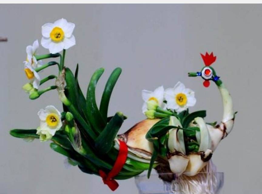 什么时候开始种水仙花 a41099fb795548b8b5a0643d29d8e385.jpeg