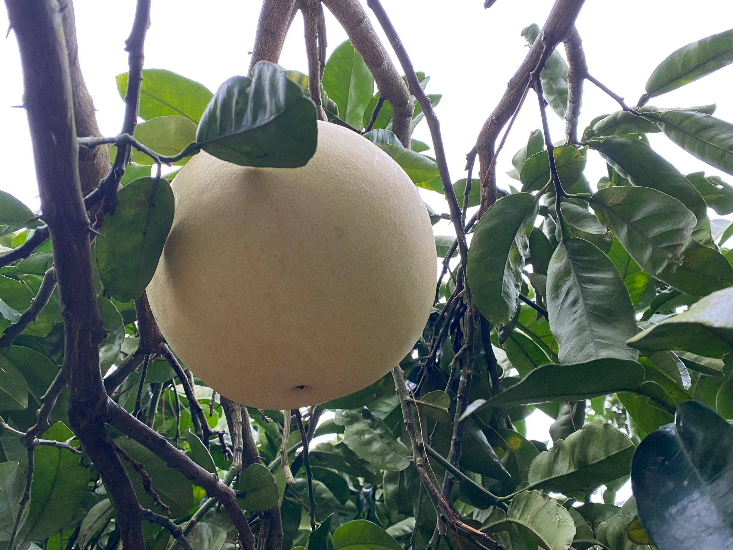 酸甜可口肉厚多汁开阳一品果园等你来