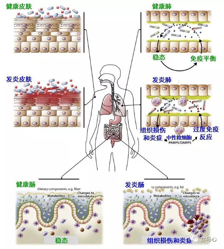 甲状腺|肠漏，你必须知道的热知识（二）