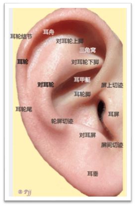 娃娃耳朵长得怪,赶紧治!_耳廓_畸形_医生