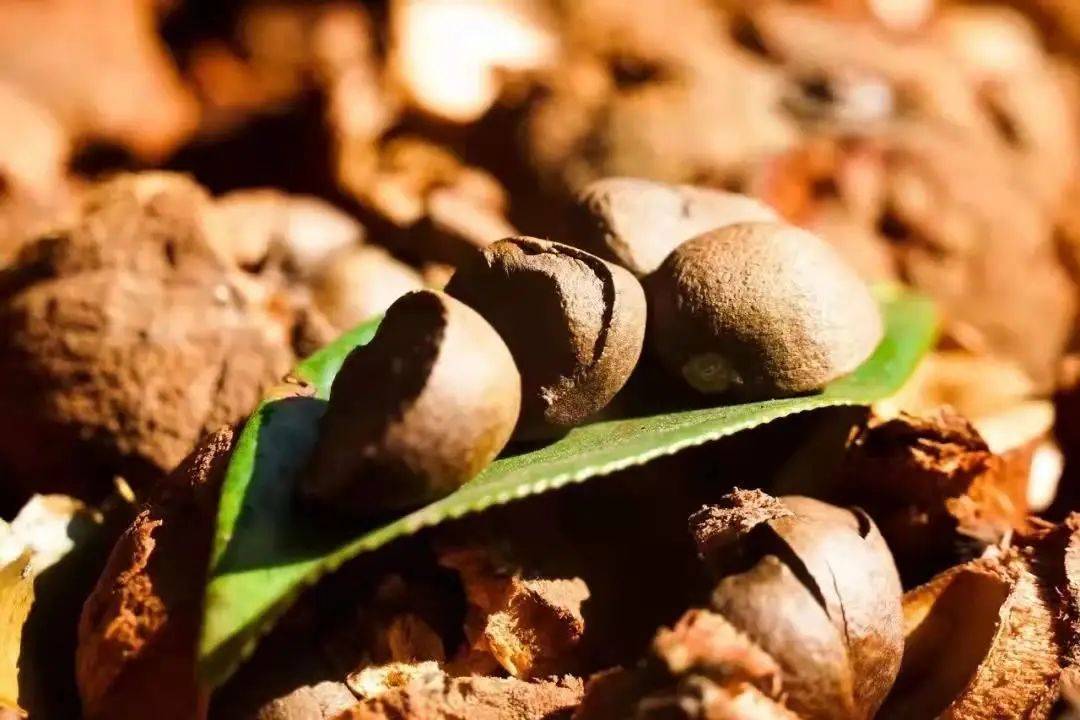 竹林|腾冲和睦村 凌寒中，红花油茶如火焰般燃烧