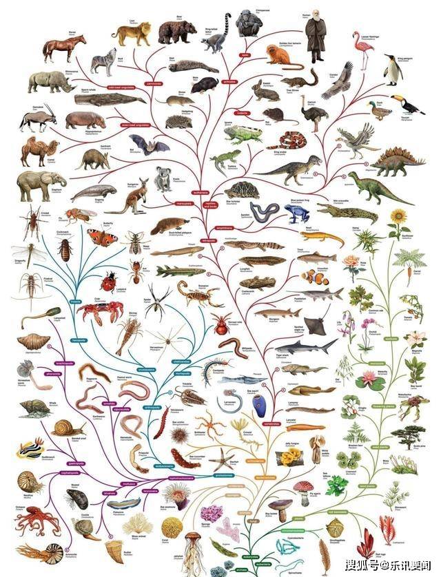 科学家证实 人类是从鱼类进化来的 进化过程大概是这样 生命 生物 脊椎动物