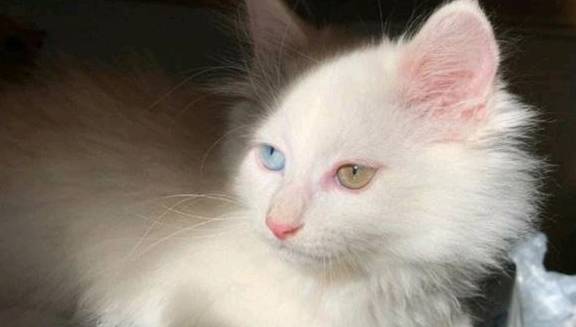 什么宠物猫掉毛少 e3c49d7ebf1343a18420eede1debd966.jpeg