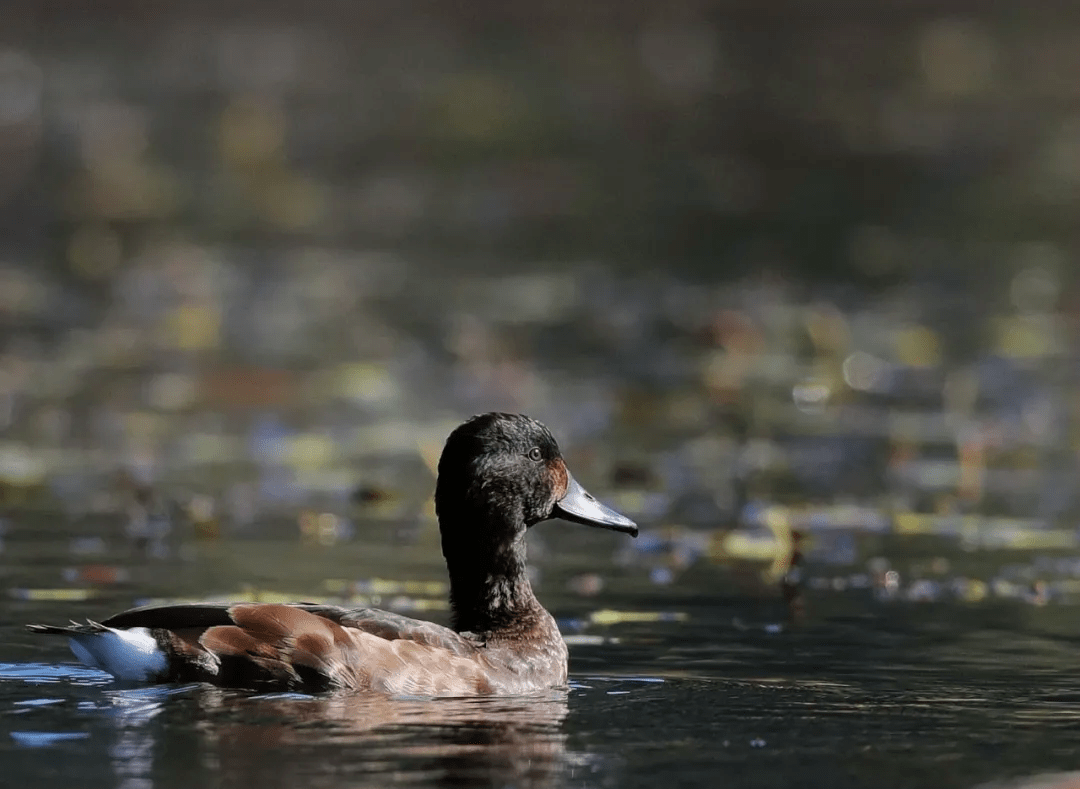 全球极度濒危物种青头潜鸭再度迁徙湿地越冬