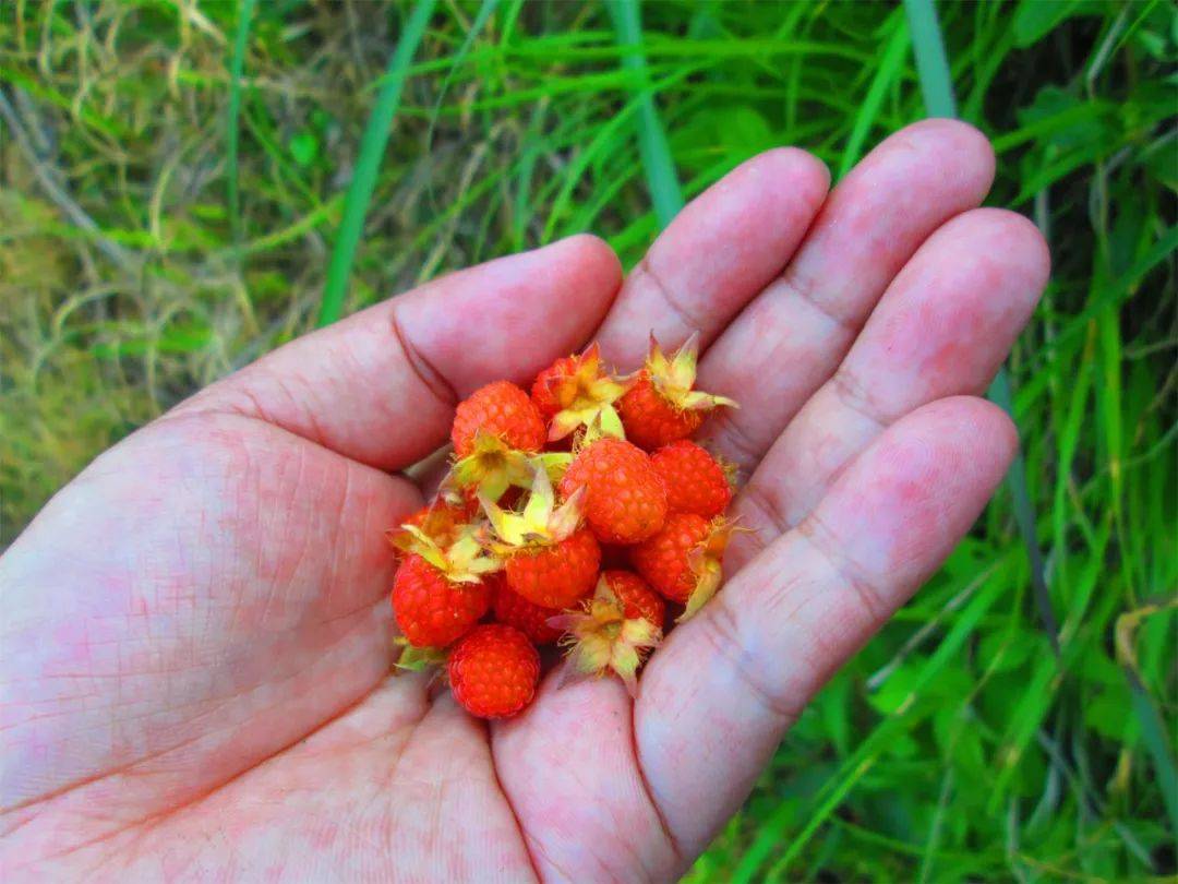 农村4种野草莓第1种冬季才有第4种如今很稀罕30元一斤