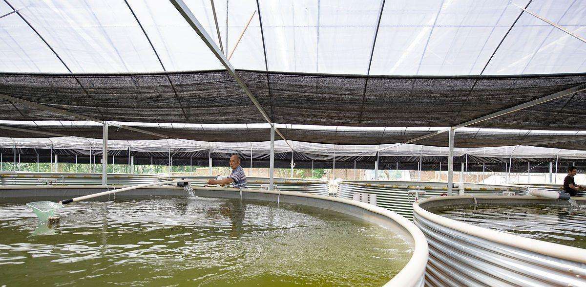 罗非鱼在国内"泛滥成灾",为何却被美国人视为"珍品"?_养殖_中国_出口