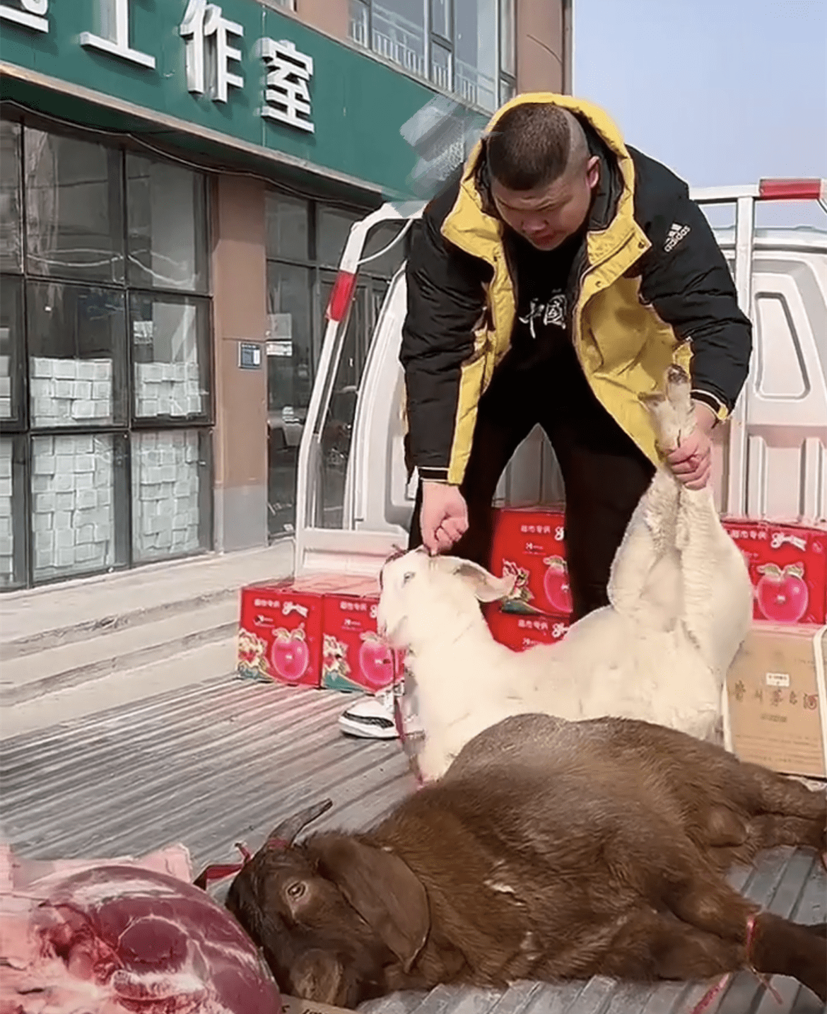 草帽姐兒子豪送丈母娘過年禮，兩頭羊百餘斤豬肉，10幾箱蘋果 娛樂 第5張