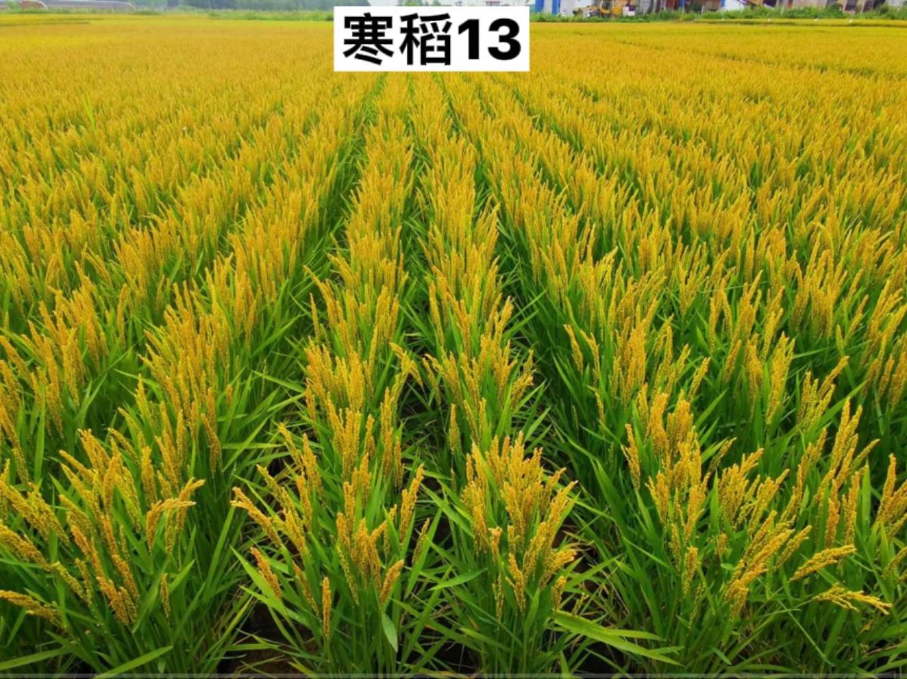 寒稻13 黑审稻2020L0031_品种_粳稻_基肥