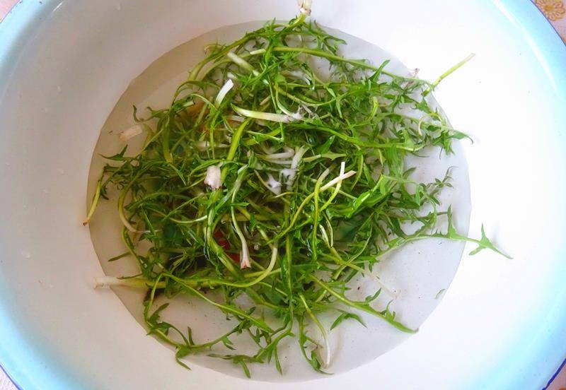 婆婆丁是苦菜吗 75df00d6c128432c859116f176385c85.jpeg