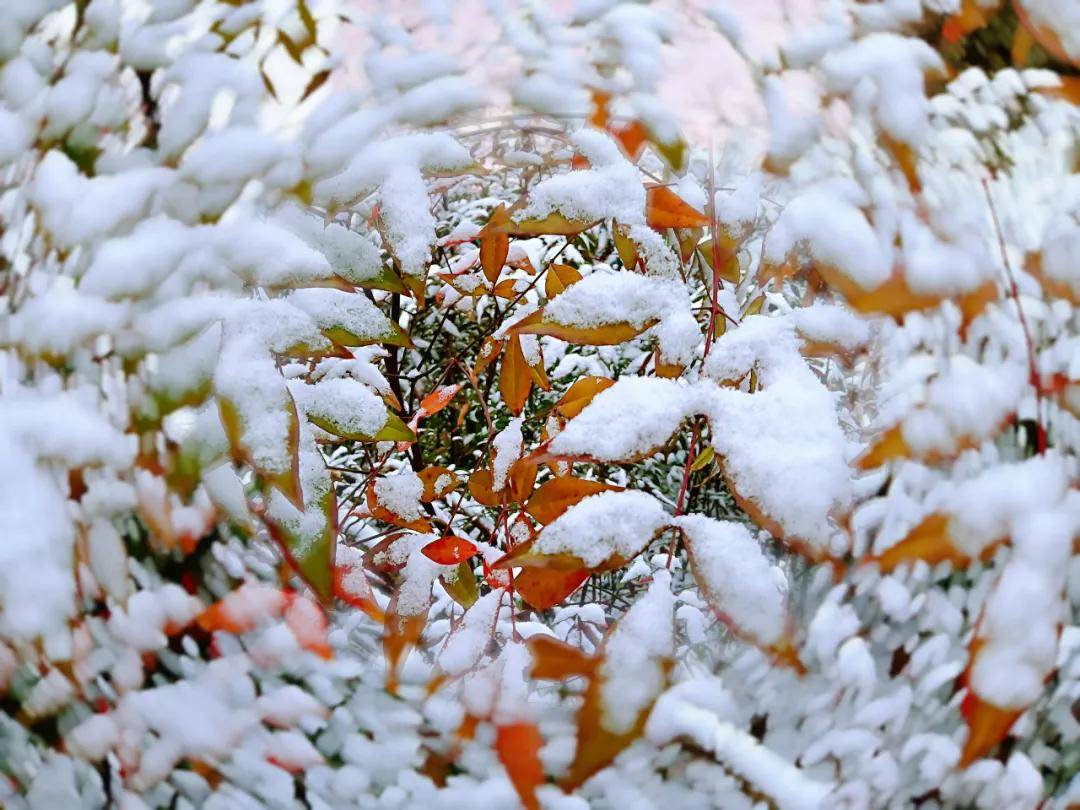 走在銀白的世界,內心少了年少時的雀躍,但一場新雪,總歸是讓人生出些