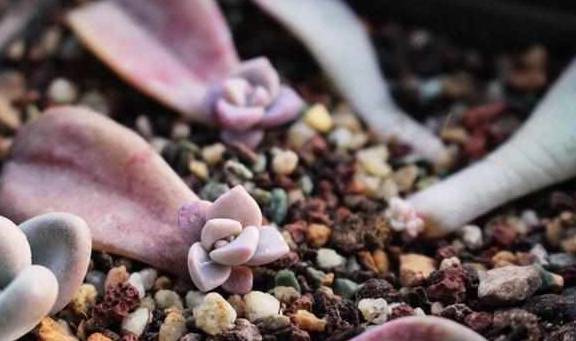 多肉叶插生根后会发芽吗 48b98b6abad74641bad4255f9fead61f.jpeg