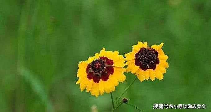 1月开始赚取万贯家财 财星入命 事业旺盛 福泽绵绵的四大生肖 朋友 财运 五行