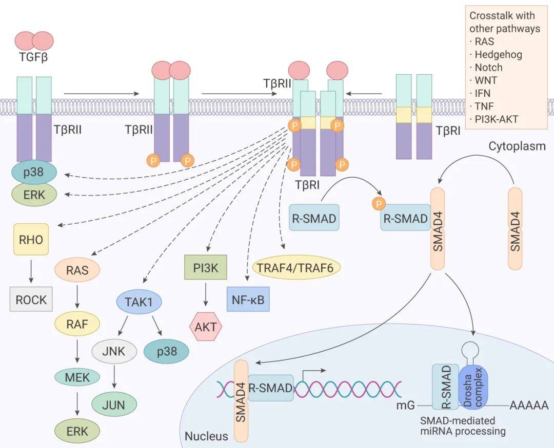 受体复合物通过其他因子传递信号,如 traf4 或 traf6,tak1,p38 mapk