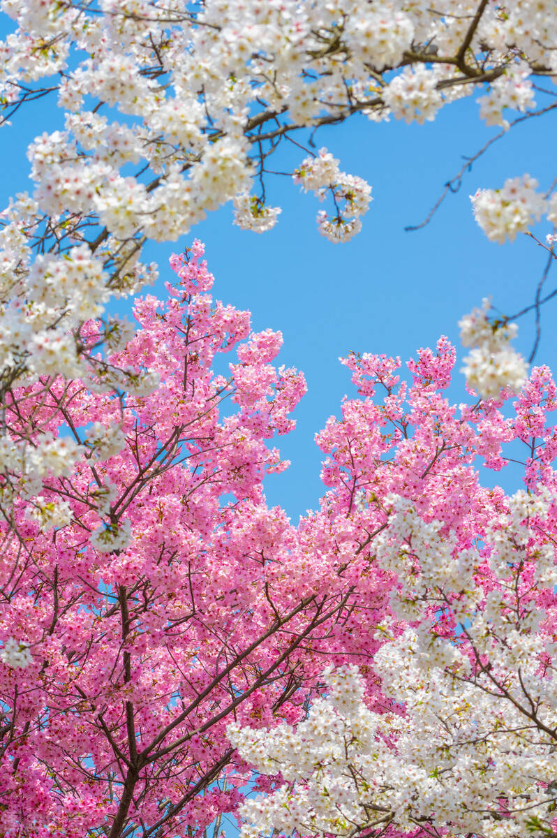 万亩花海漫山绽放国内最早的春天来啦美到窒息粉了粉了
