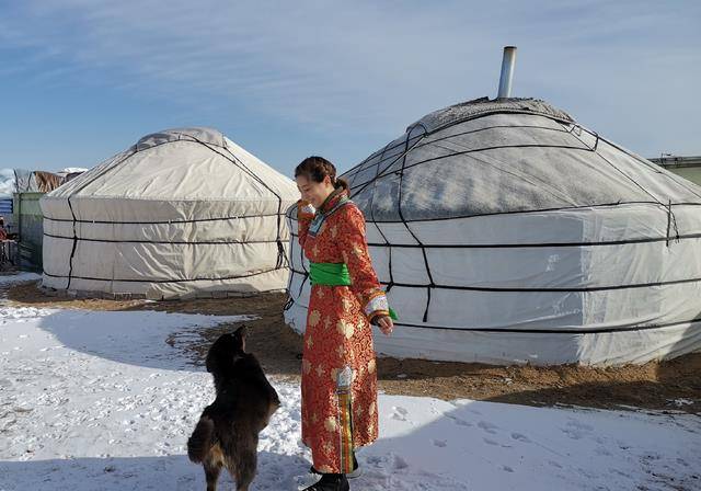 蒙古草原最感恩的狼，暴雪天给恩人送野兔，牧民让它留宿蒙古包