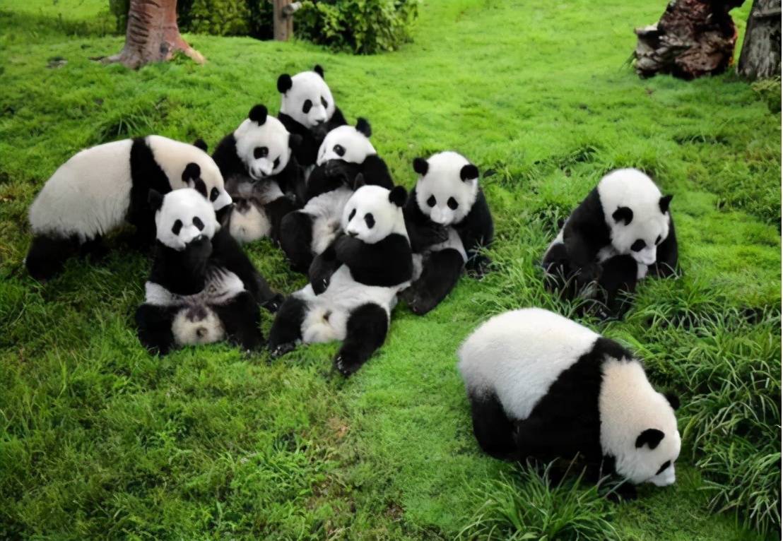 秦岭大熊猫数量图片