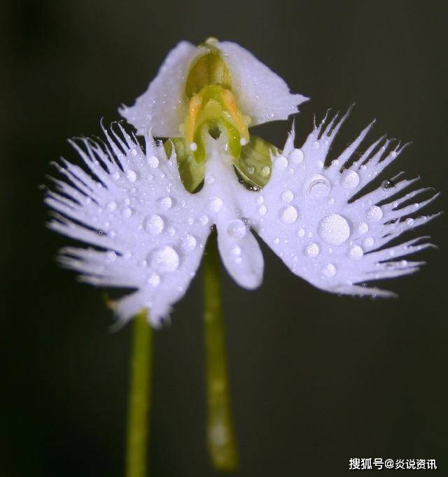 世界上奇异的花儿top榜 总有一种您不认识 兰花 花朵 植物 世界上奇异的花儿top榜 总有一种您不认识 兰花 花朵 植物