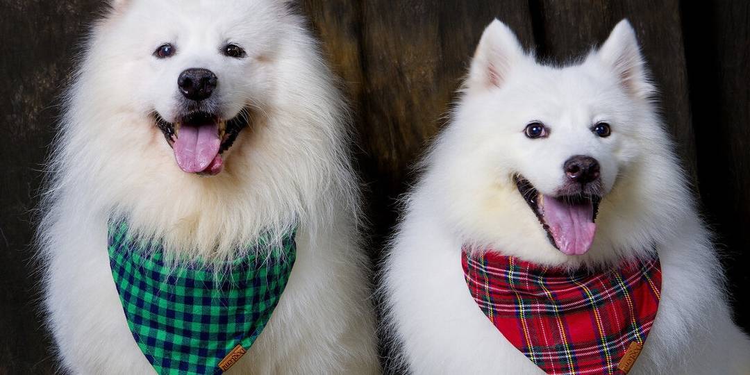 陌生人|最容易“被拐”的6种狗，一只鸡腿就搞定！