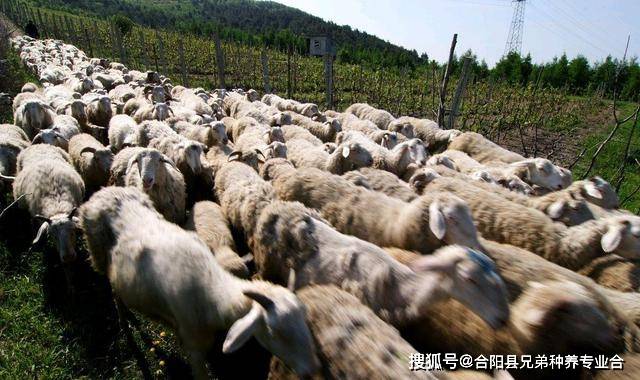 亚新体育养100只羊需要投资多少钱(图5)